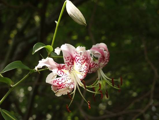 R18游戏下架风波愈演愈烈！全年龄百合游戏也被限制