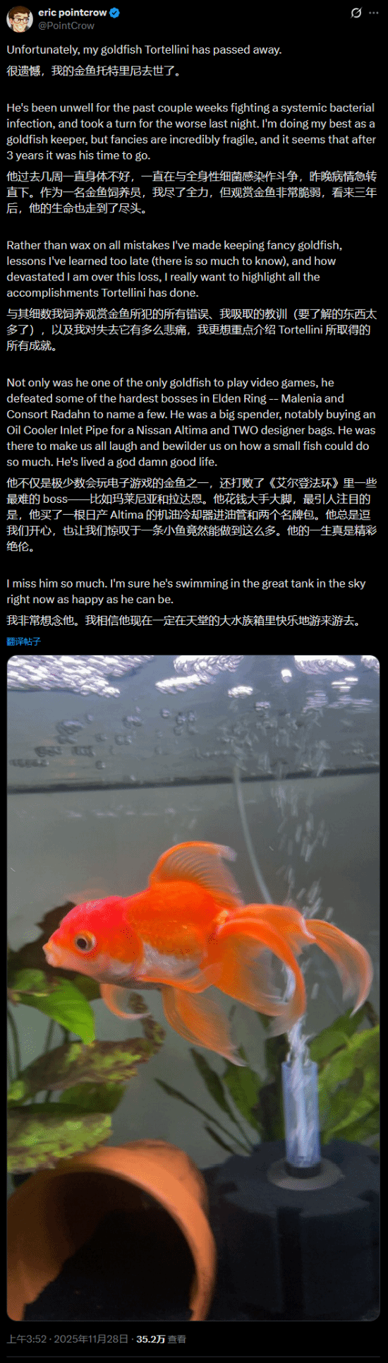 “最会打游戏”的金鱼去世了：曾经“游死”《艾尔登法环》的“米塔恩”