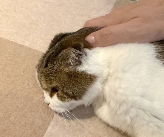 樱井政博爱猫健康状况恶化恐不久于世 玩家心都碎了